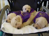 Pups 4 on wheelchair